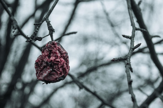 bacche rosse su un albero