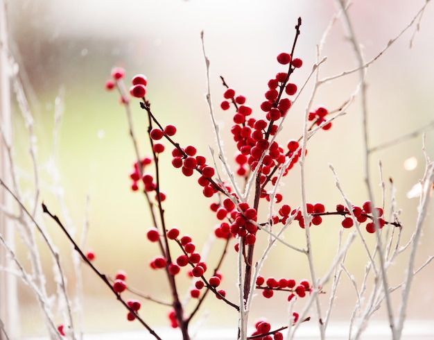 Bacche rosse sull'albero durante una giornata di sole