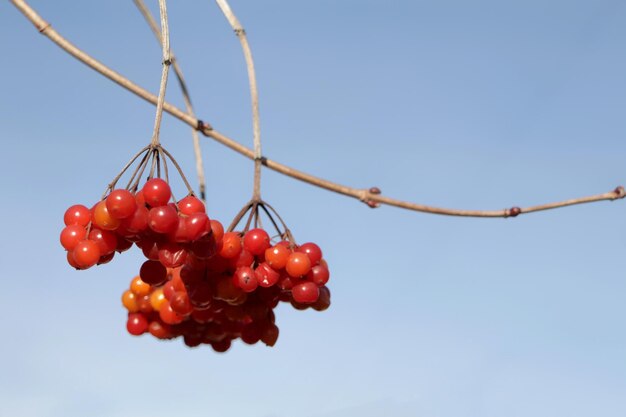 Bacche rosse sullo sfondo del cielo