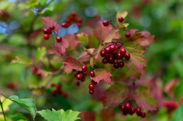 bacche rosse