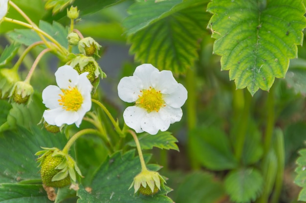 Bacche verdi e fiori su un cespuglio di fragole in estate.