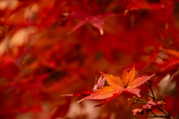 Backgound rosso della foglia di meple. Colorato in giappone in autunno