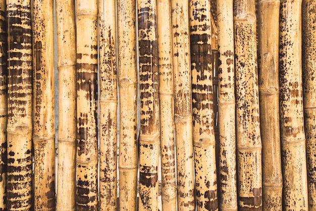 Background Bamboo