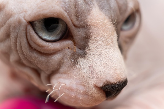 Baffi corti e radi e muso glabro di un gattino calvo della razza Canadian Sphynx dagli occhi azzurri