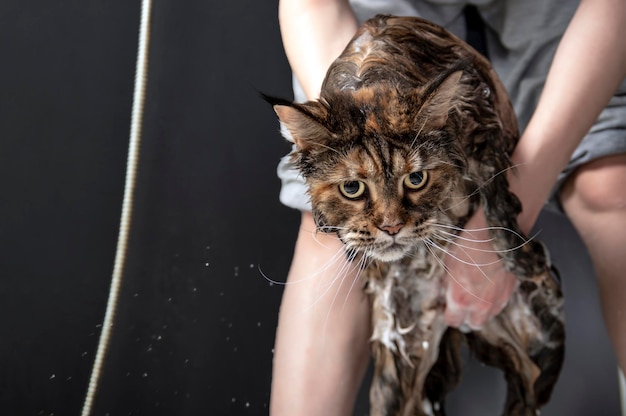 Bagno per gatti Gatto Maine Coon arrabbiato bagnato Il gatto non vuole fare la doccia Muso di gatto bagnato in bagno