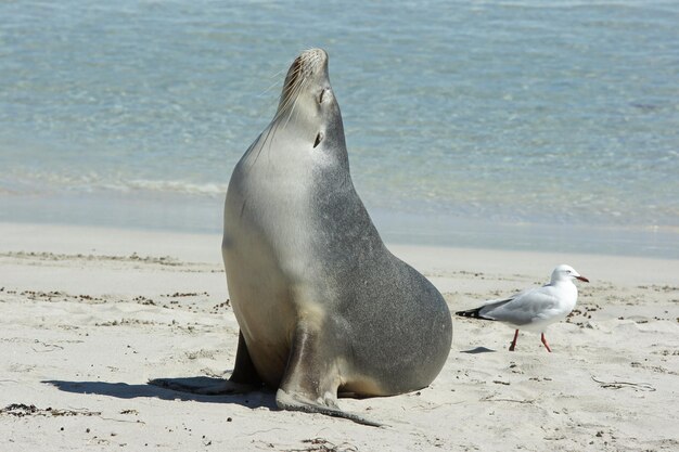 Baia delle foche Isola del canguro Australia