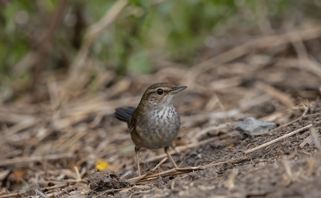 Baikal Bush Warbler a terra Ritratto di animali