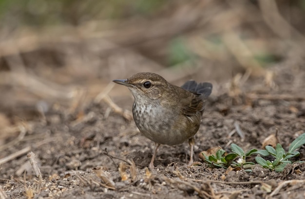 Baikal Bush Warbler a terra Ritratto di animali