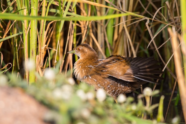 Baillon's Crake in piedi dietro la pianta del riso