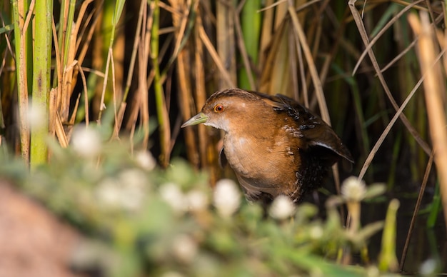 Baillon's Crake in piedi dietro la pianta del riso