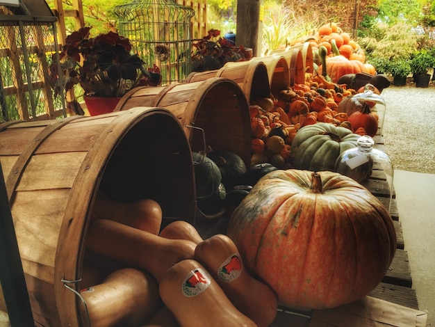 Balbe e zucche nel giardino botanico