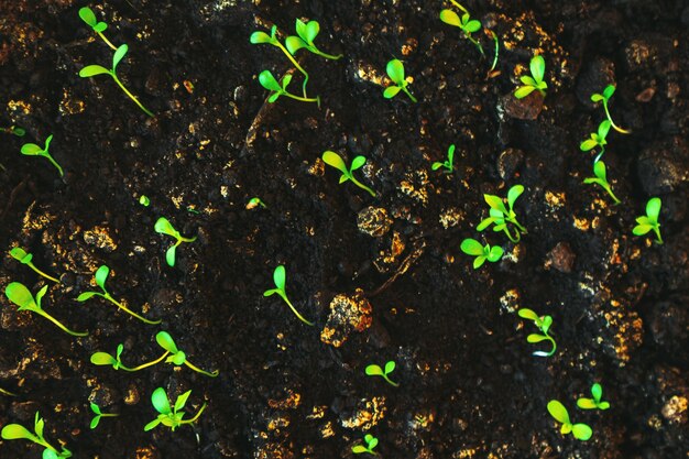 Balcone con piantine sul davanzale Farmtotable Tramonto primaverile Concetto di biofilia