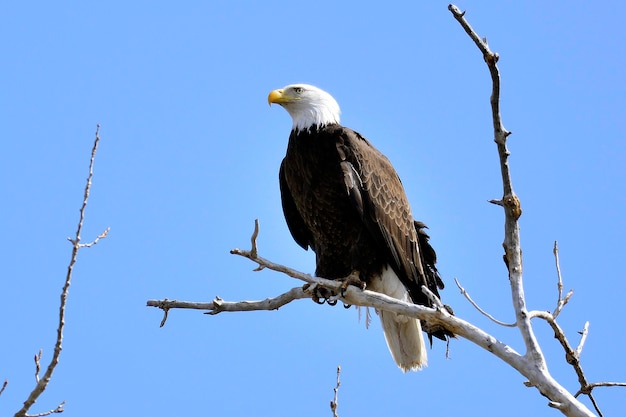 Bald Eagle