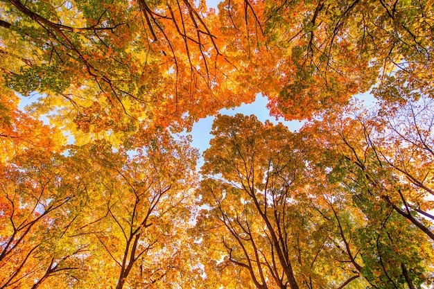 Baldacchino d'autunno Colori vibranti delle stagioni mutevoli