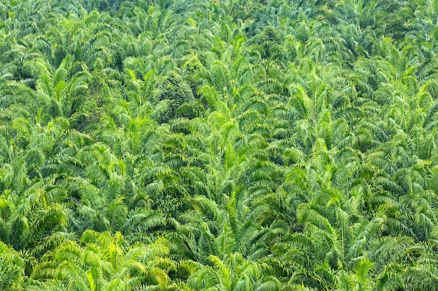 Baldacchino verde di palme fitte.