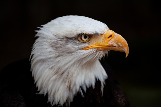 baldeagle424564