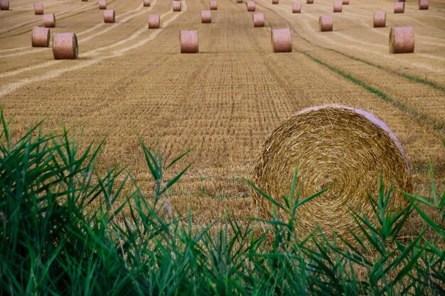 Bale di fieno in un campo di grano