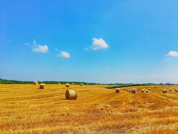 Bale di fieno sul campo contro il cielo blu