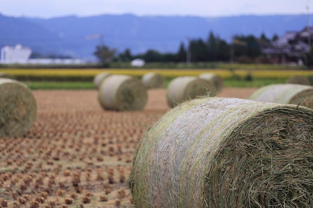 Bale di fieno sul campo contro il cielo