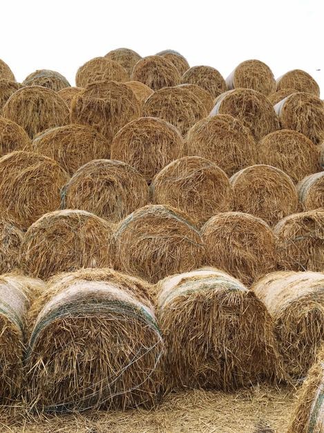 Bale di fieno sul campo contro un cielo limpido