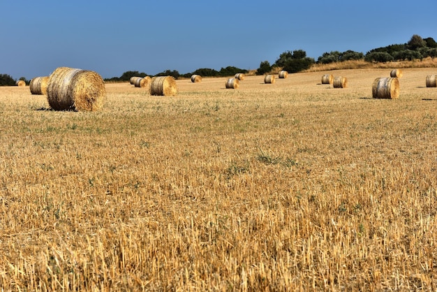 Bale di paglia su terreni agricoli con cielo blu