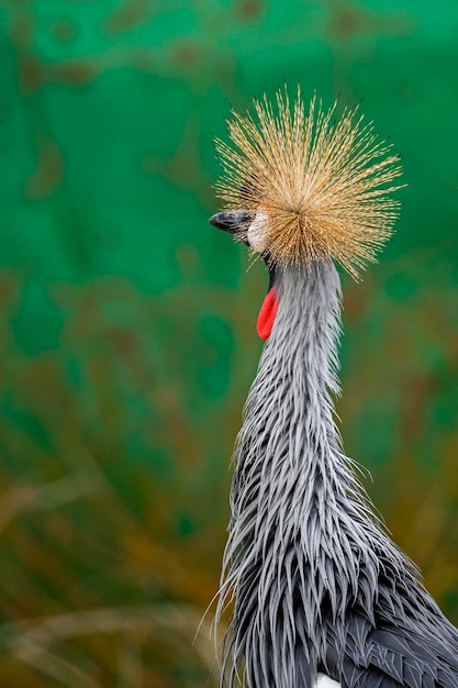 Balearica regulorum o Gru dalla corona grigia è un uccello gruiforme della famiglia Gruidae