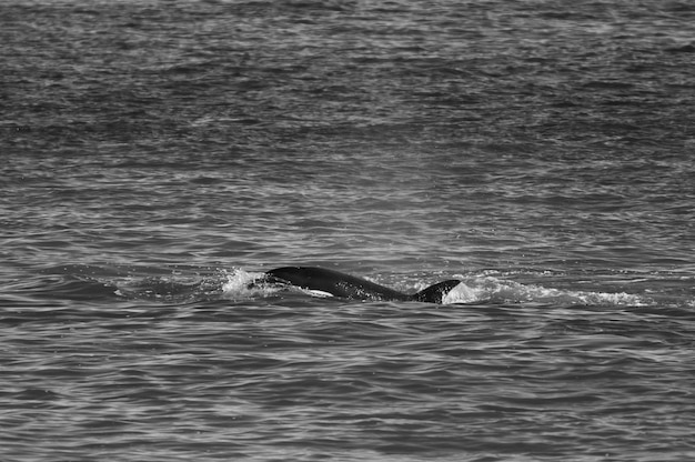 Balena assassina che caccia leoni marini sulla costa paragonica Patagonia Argentina