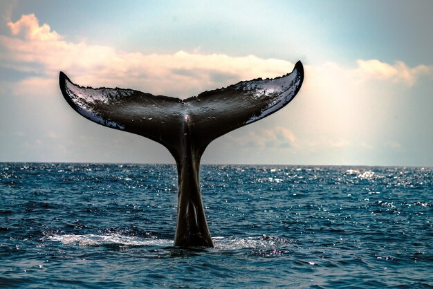 Balena che nuota in mare contro il cielo