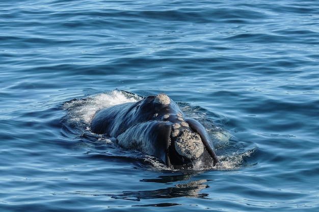 Balena e delfino che guardano in Patagonia, Argentina