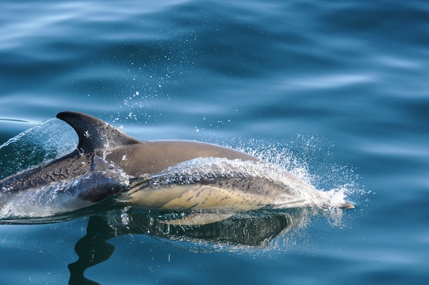 Balena e delfino che guardano in Patagonia, Argentina