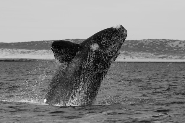 Balena franca australe che respira in superficie Penisola Valdes Patagonia Argentina