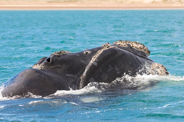 Balena franca australe che respira in superficie Penisola Valdes Patagonia Argentina