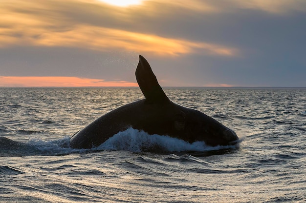 Balena franca meridionale che salta Penisola Valdes Patagonia Argentina