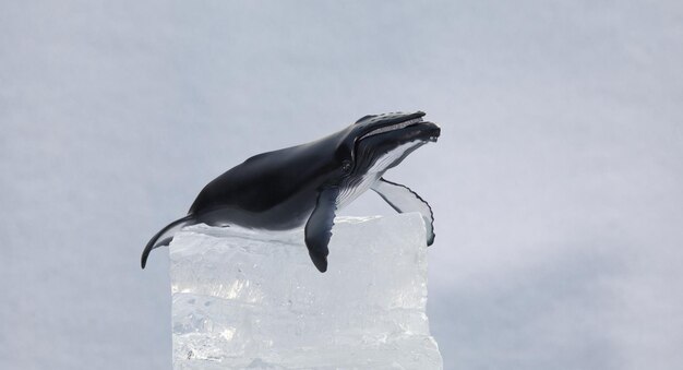 balena giocattolo e lastrone di ghiaccio