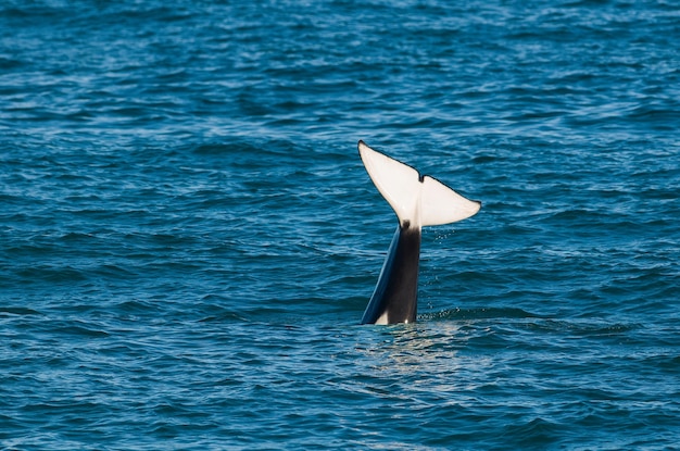 Balena Killer, Penisola Valdes, Chubut Provincia, Patagonia Argentina