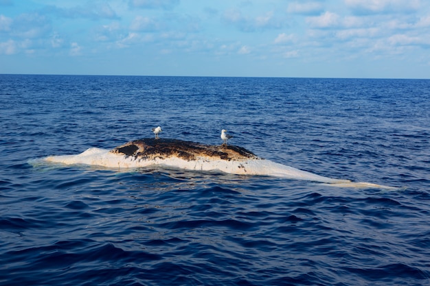 Balena morta sottosopra che galleggia nel mare dell&#39;oceano