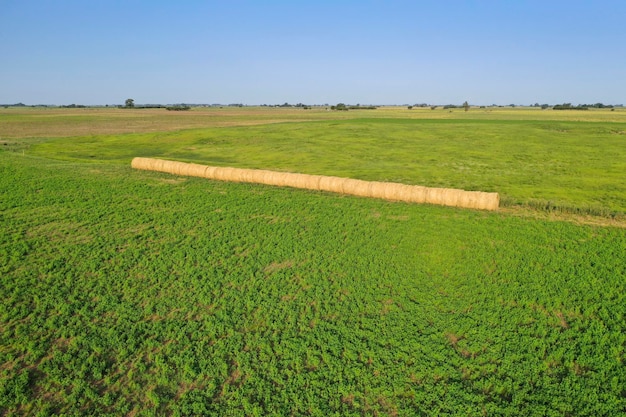 Balla di erba in campagna Provincia di Buenos Aires Argentina