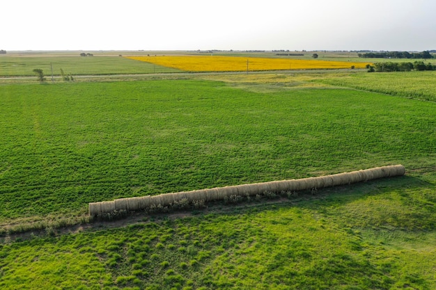 Balla di erba in campagna Provincia di Buenos Aires Argentina