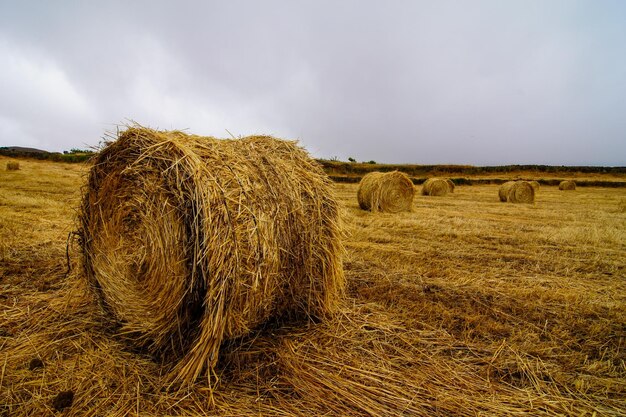 Balla Di Fieno In Primo Piano Del Campo Rurale