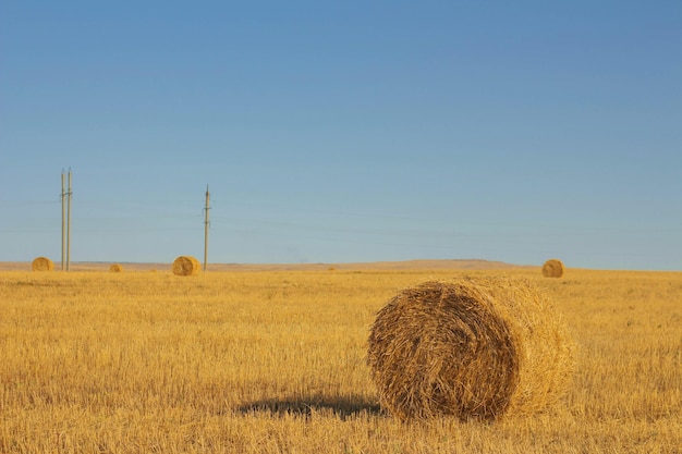 Balla di fieno Pagliaio sulla natura rurale sulla paglia di terreni agricoli nel prato