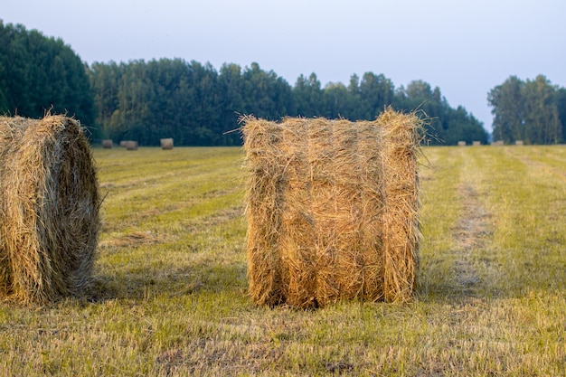 Balla rotonda di fieno giallo nel campo. Raccolta del fieno per la famiglia.