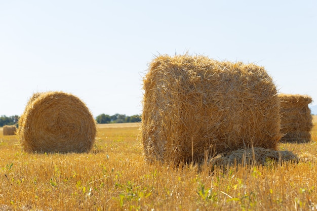 Balle di fieno d'oro in campagna