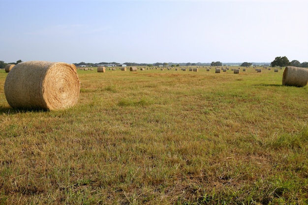 Balle di fieno dorato Bales in campagna americana in giornata di sole