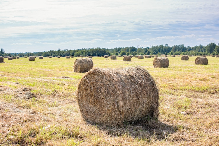 Foto balle di fieno in campo dorato. foto di alta qualità