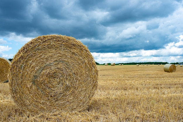 Balle di fieno in un campo agricolo La stagione autunnale