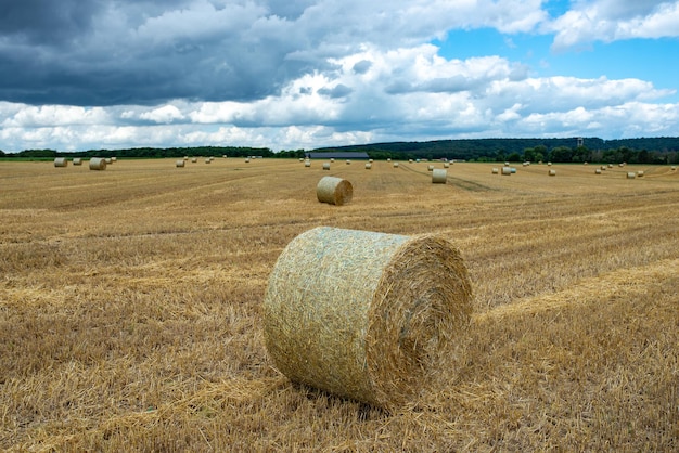 Balle di fieno in un campo agricolo La stagione autunnale