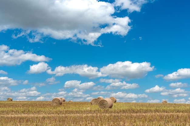 Balle di fieno in un campo di grano Fine della stagione del raccolto Bellissimo paesaggio estivo soleggiato del campo agricolo sotto il cielo blu e soffici nuvole