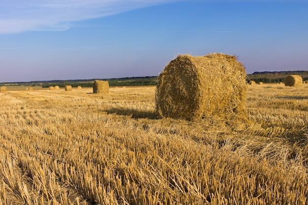 Balle di fieno rotonde appena rastrellate e imballate in un campo agricolo per l'uso come mangime invernale per bestiame in una giornata di sole