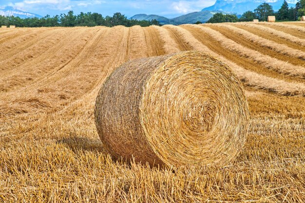 Balle di fieno rotonde di paglia arrotolate su pascolo agricolo e tenuta di grano dopo la raccolta di segale di frumento o orzo Vista panoramica di un campo arato e spazio di copia sullo sfondo delle zone rurali di Lione Francia