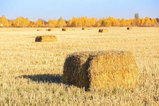 Balle di fieno sparse sul campo dopo la raccolta